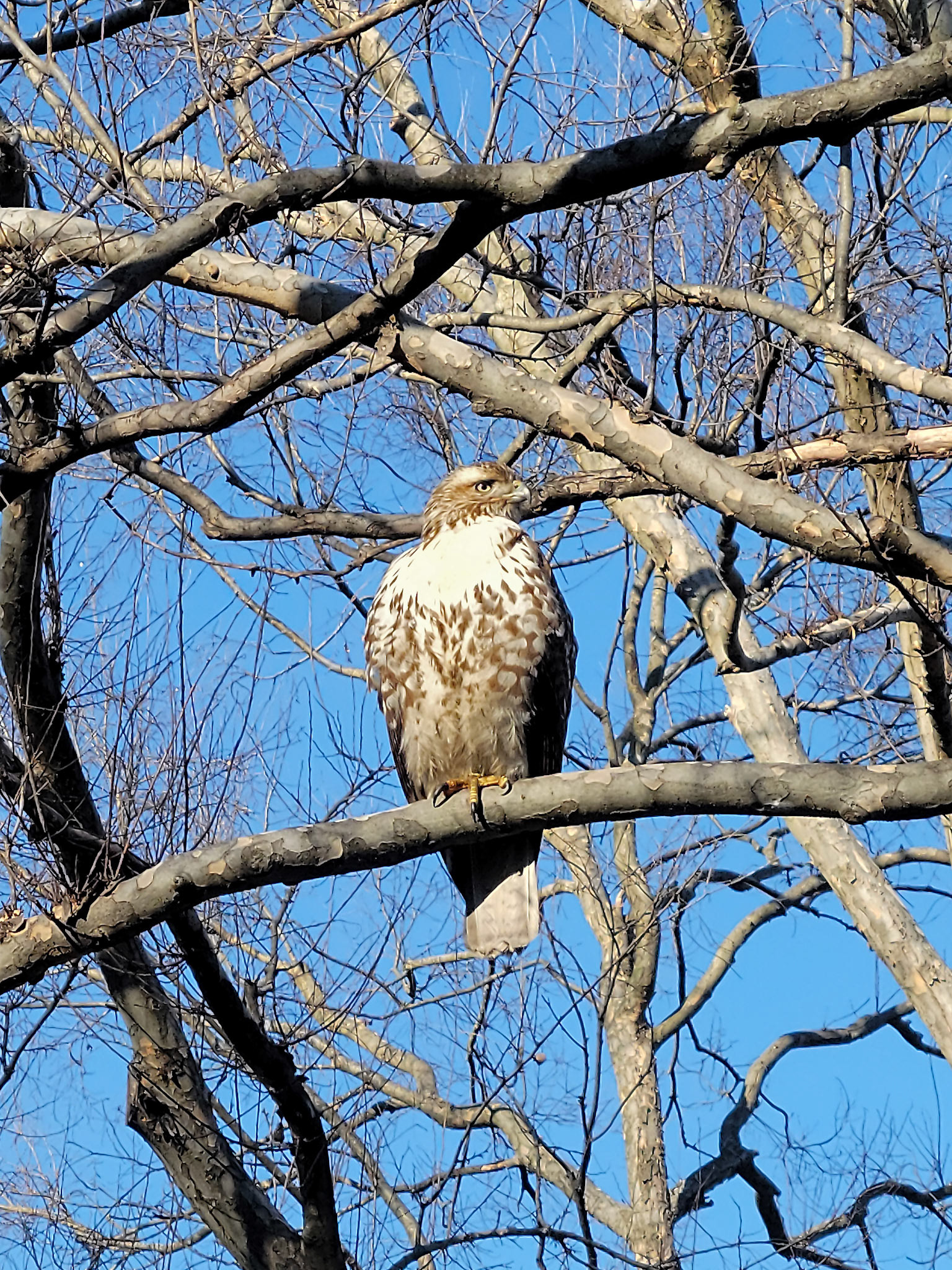 red-tailed hawk