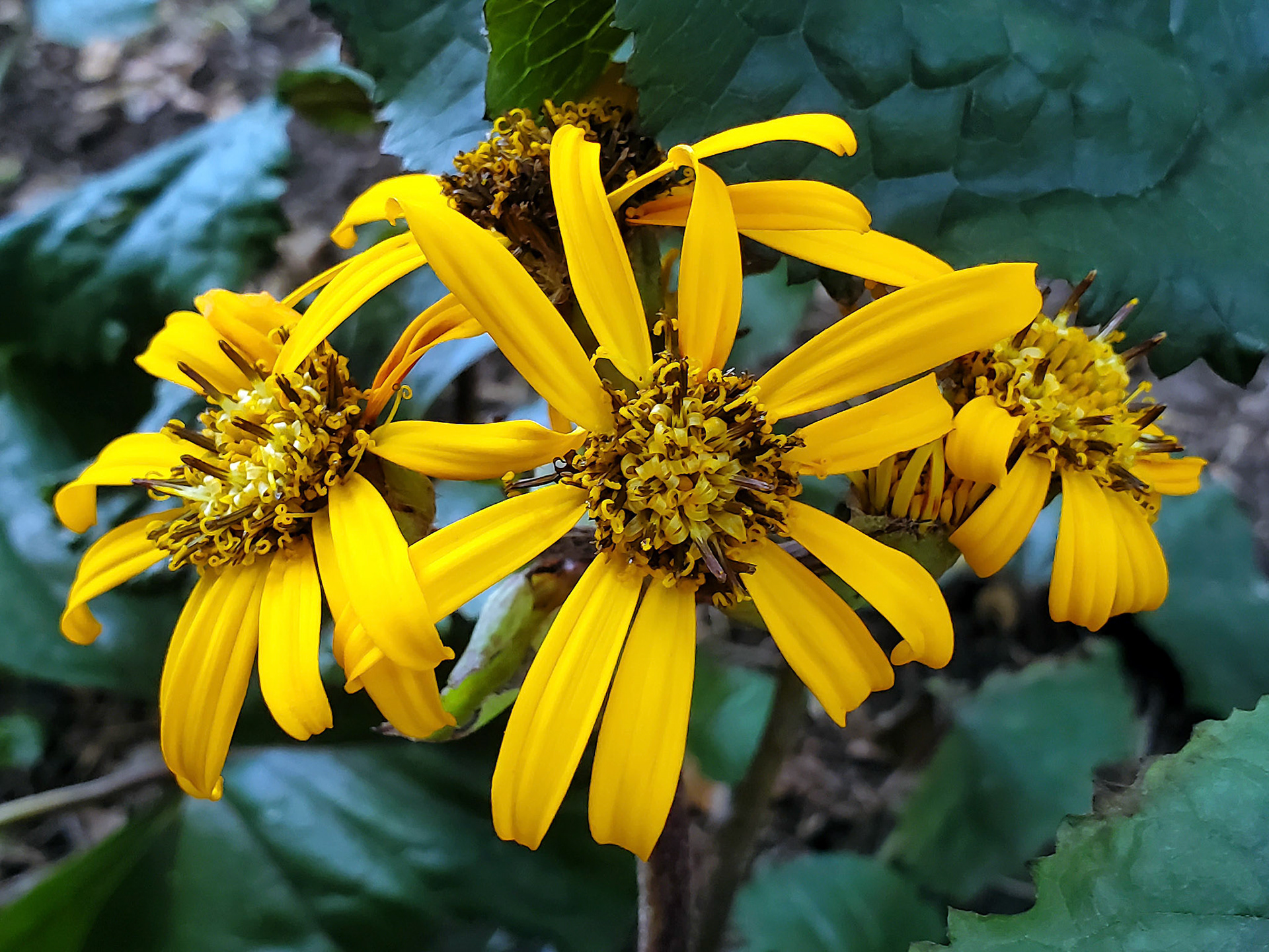 leopard plant