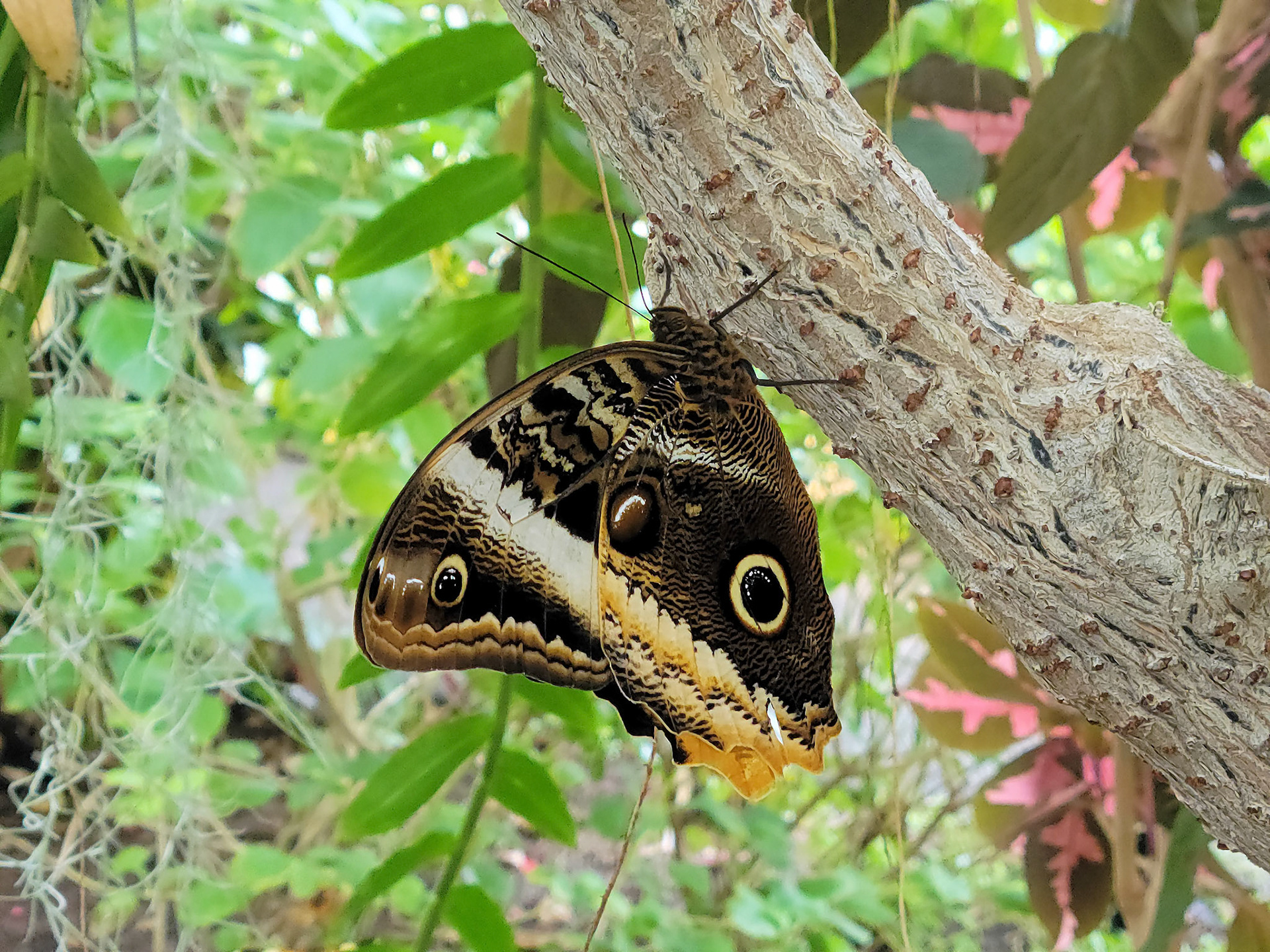 blue morpho