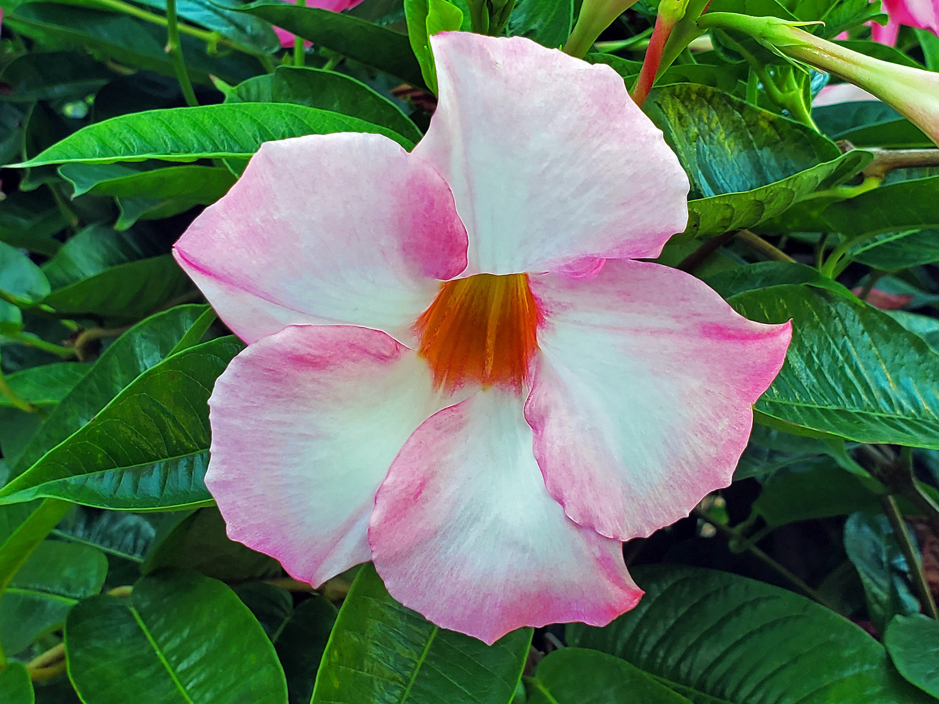 Chilean jasmine (mandevilla)