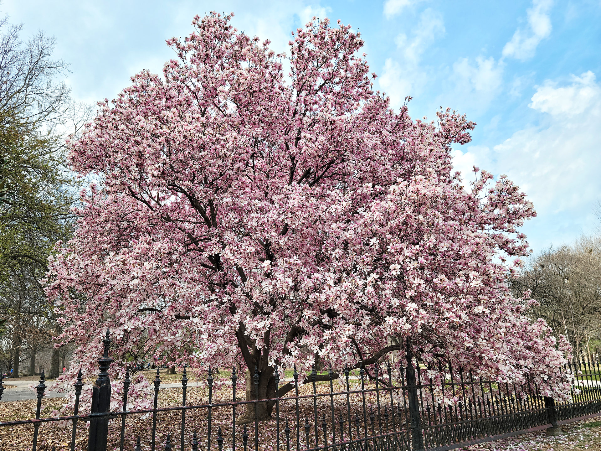 Lafayette Park (St. Louis, MO)