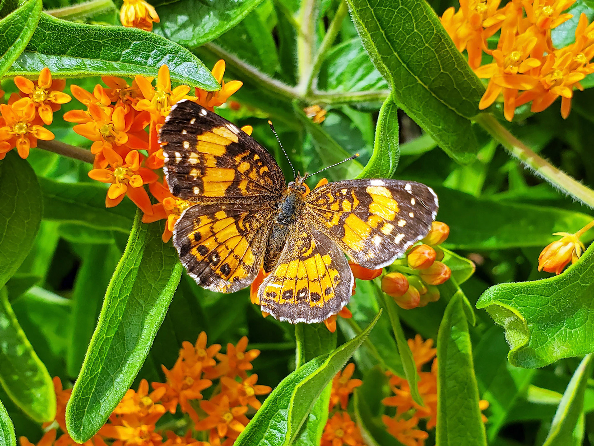 silvery checkerspot