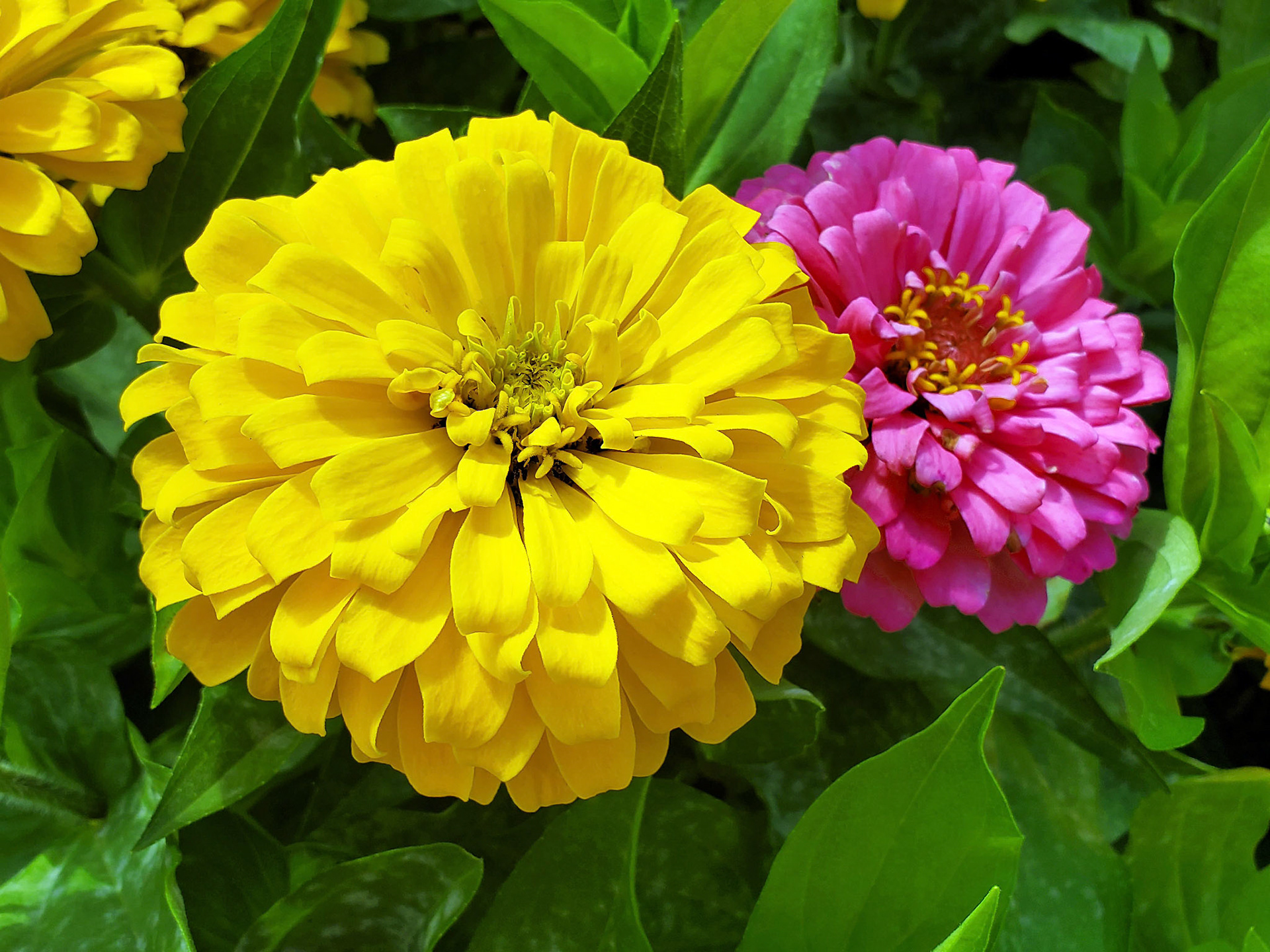 zinnias