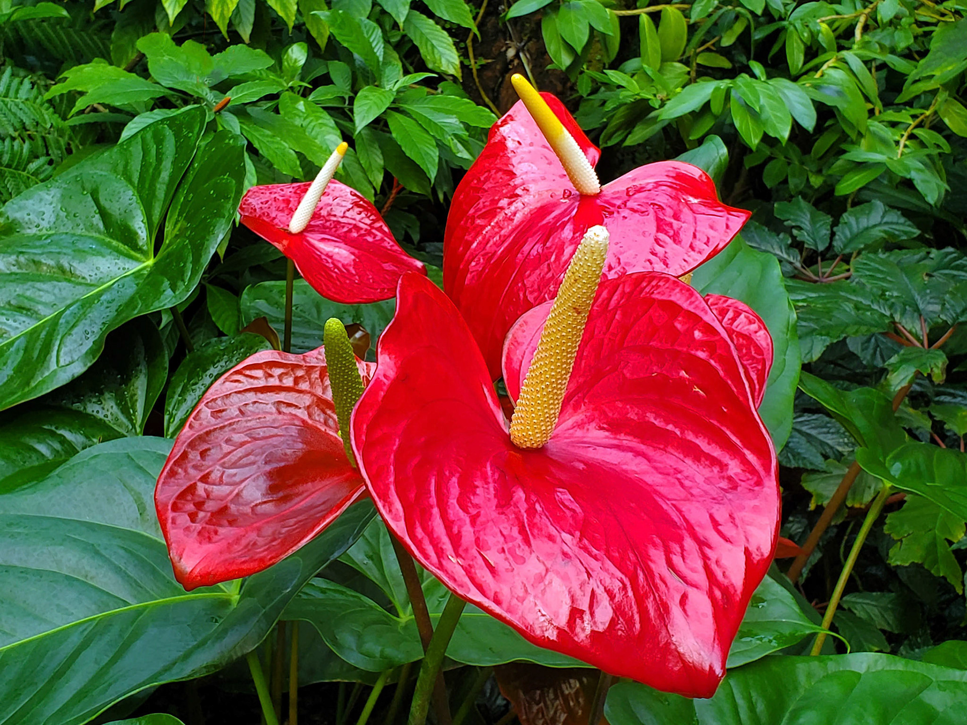 flamingo lily