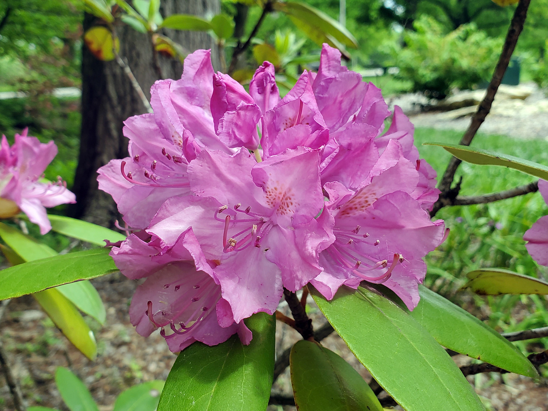 azaleas