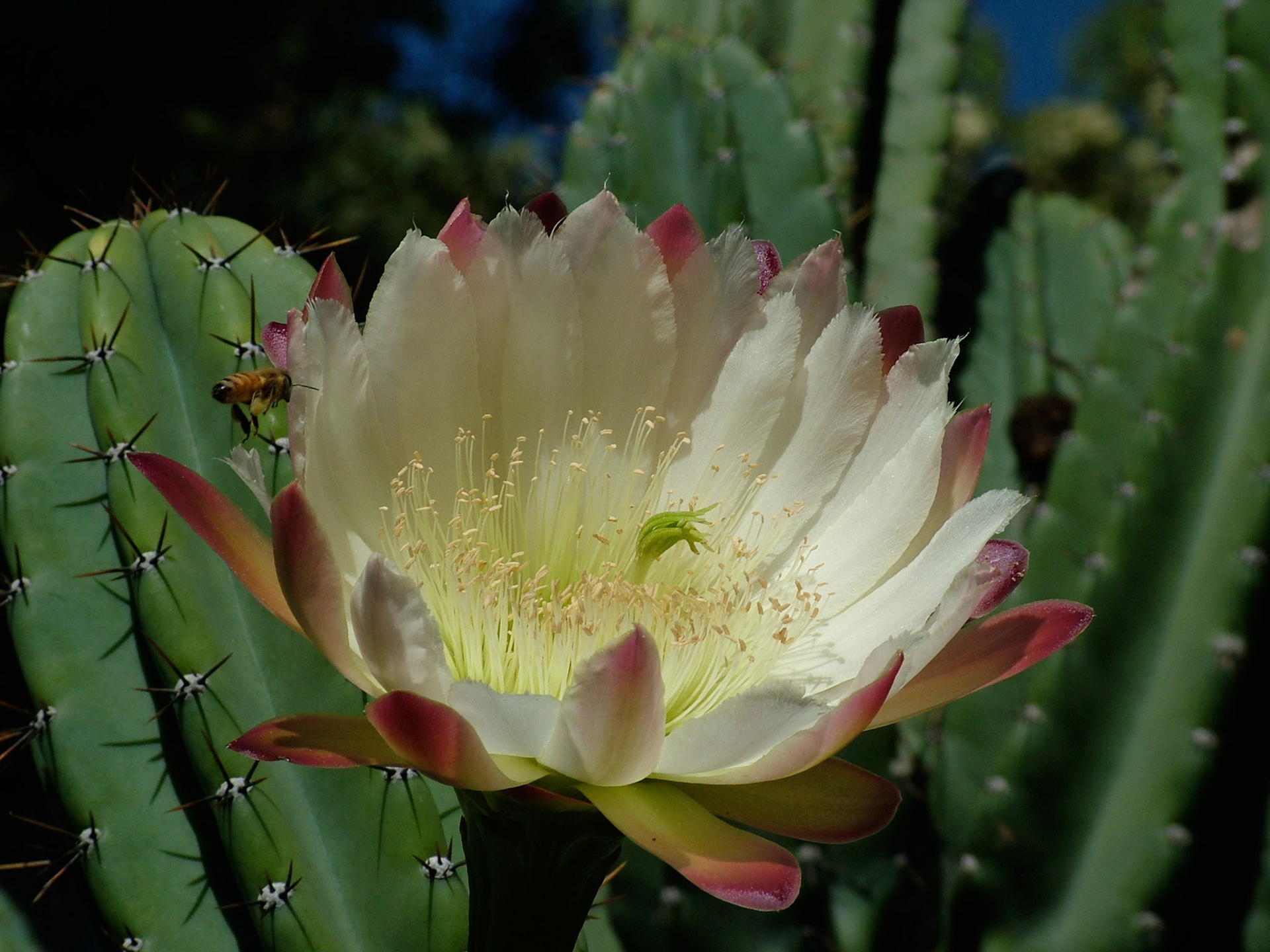 Making a bee line for the cactus flower