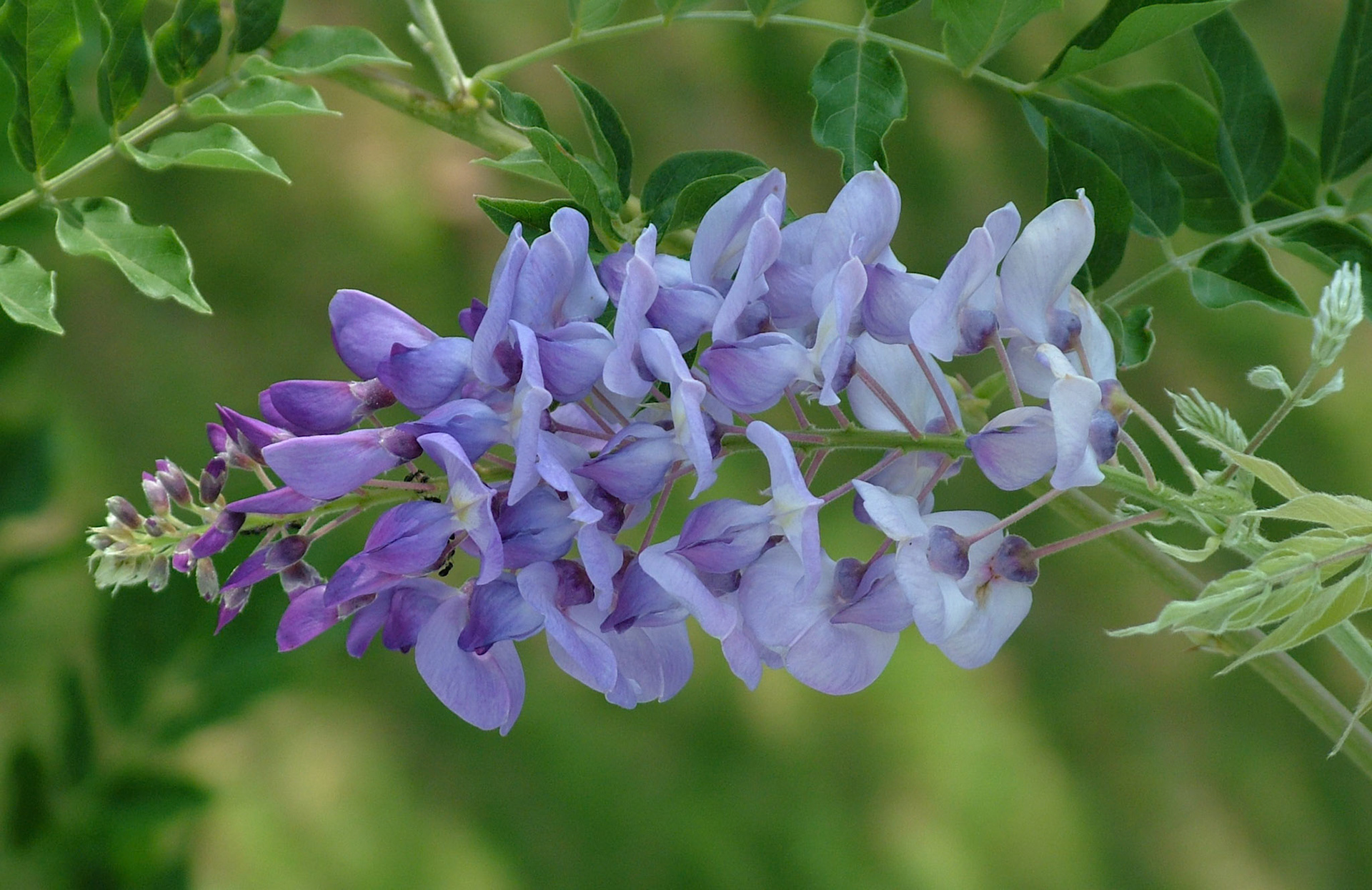 Wisteria