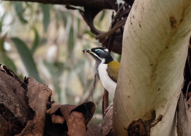 Blue-faced Honeyeater finding grubs in the eucalypt