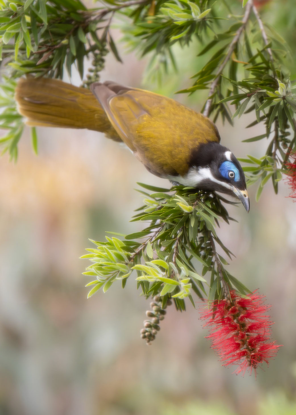 Blue-faced Honeyeater