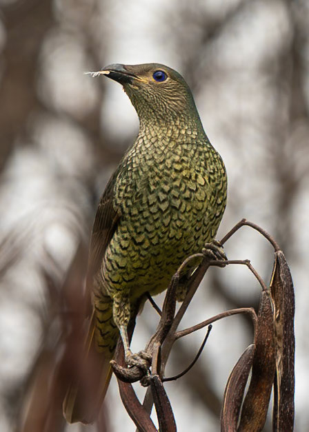Female Satin Bowerbird raiding the seedpods