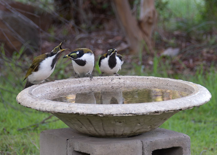 Three juvenille Blue-faced Honeyeaters at the bird bath