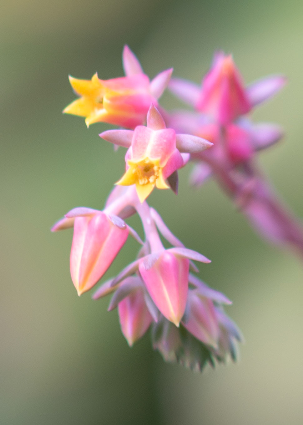 Echeveria in flower
