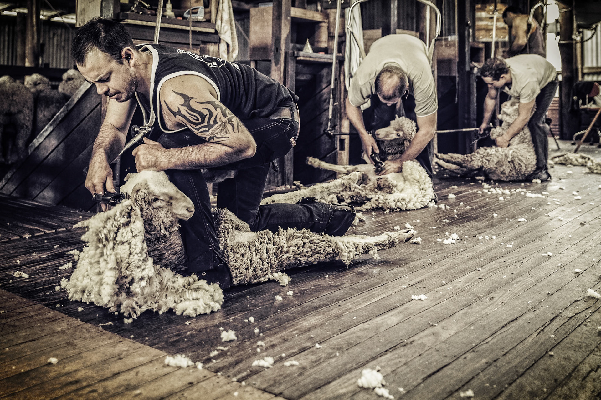 The fleeces fall as the shearers work their way through the flock at Coomber