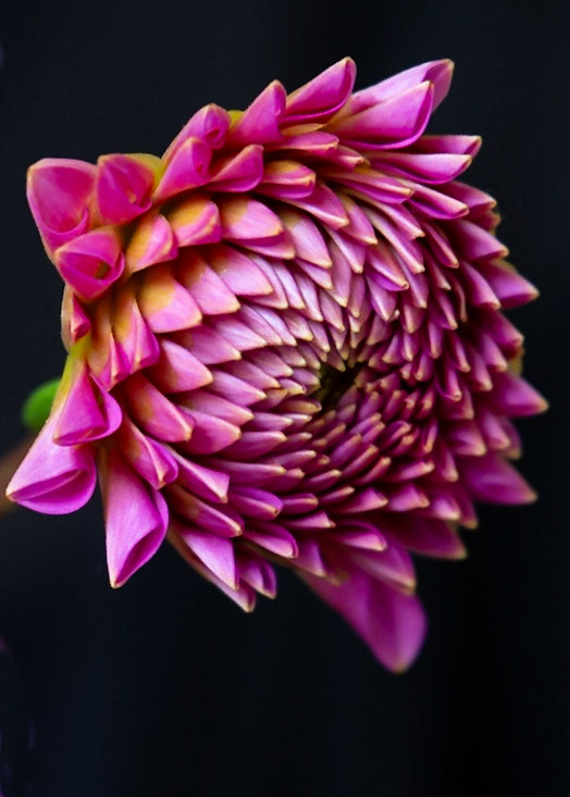 Dahlia