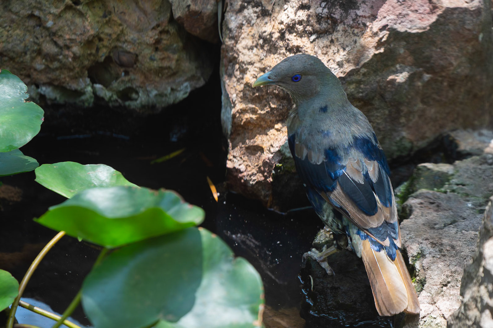 Juvenille Satin Bowerbird mid plumage change