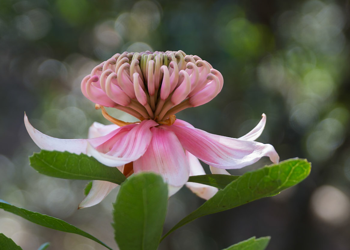 Pink Waratah, Mt Tomah