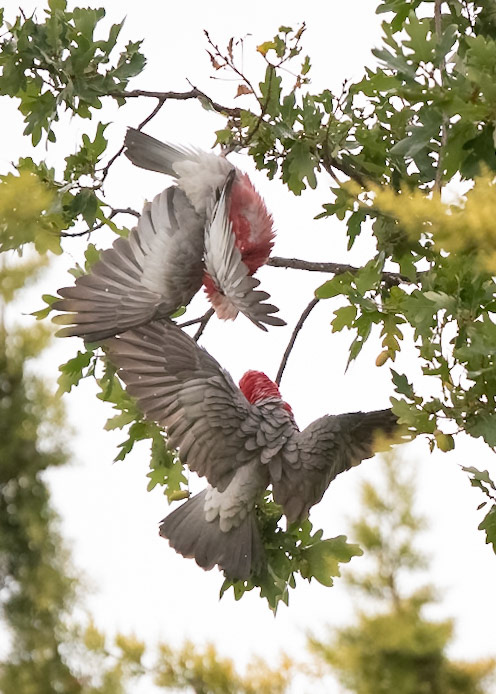 Playful Galahs