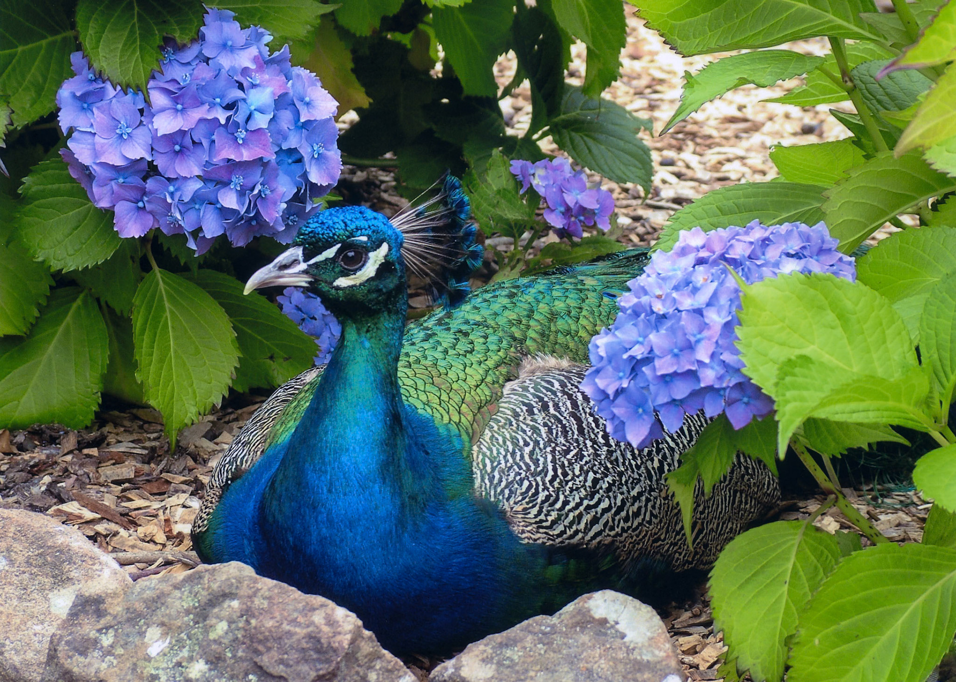 Peacock amongst the hydrangeas, Cataract Gorge, Launceston