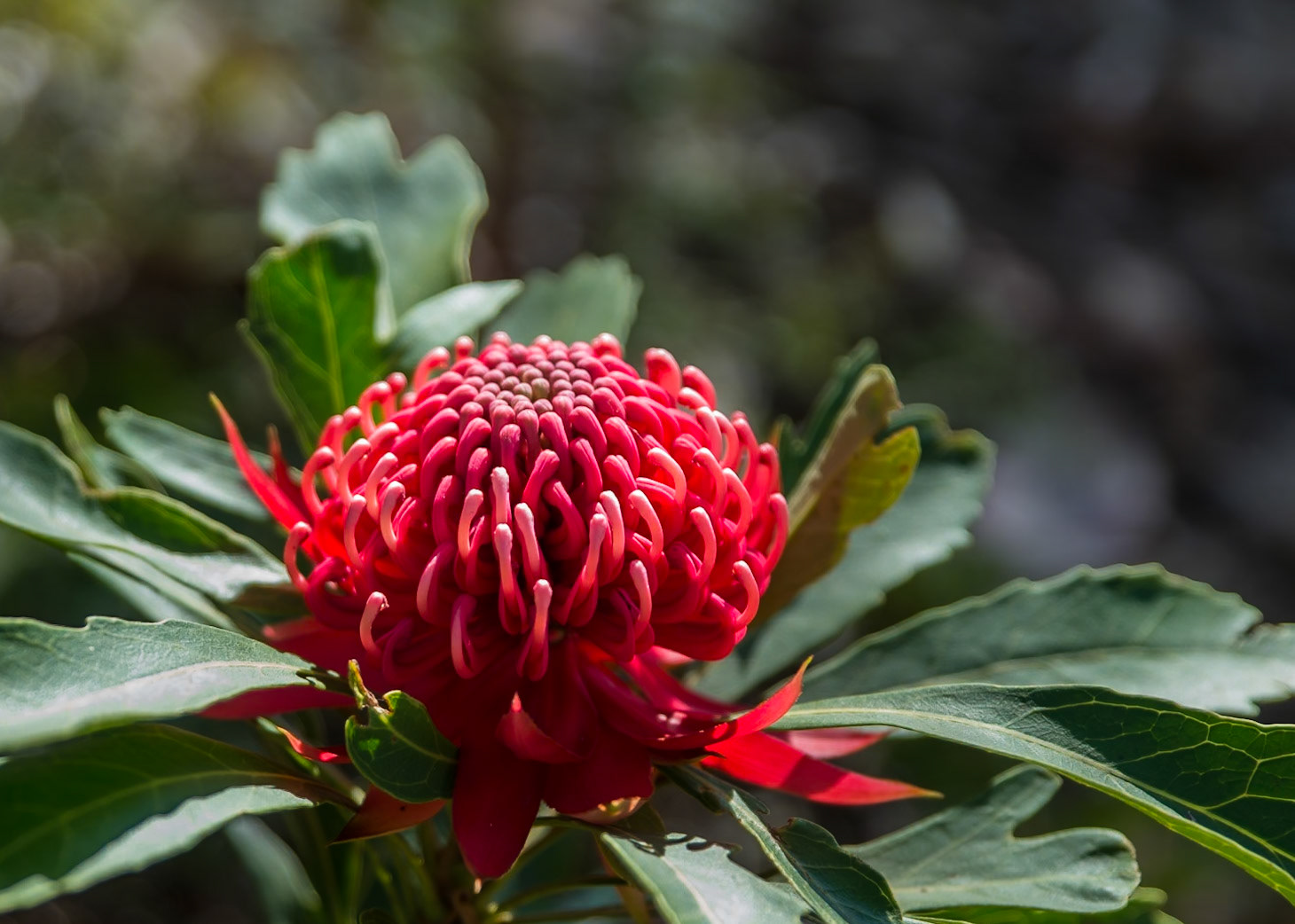 Waratah, Mt Tomah