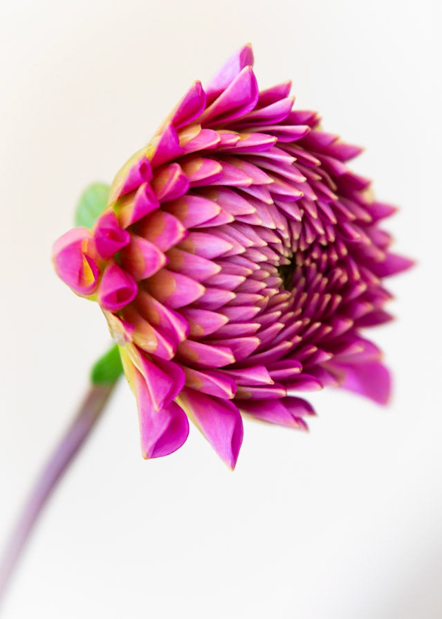 Dahlia ready to bloom