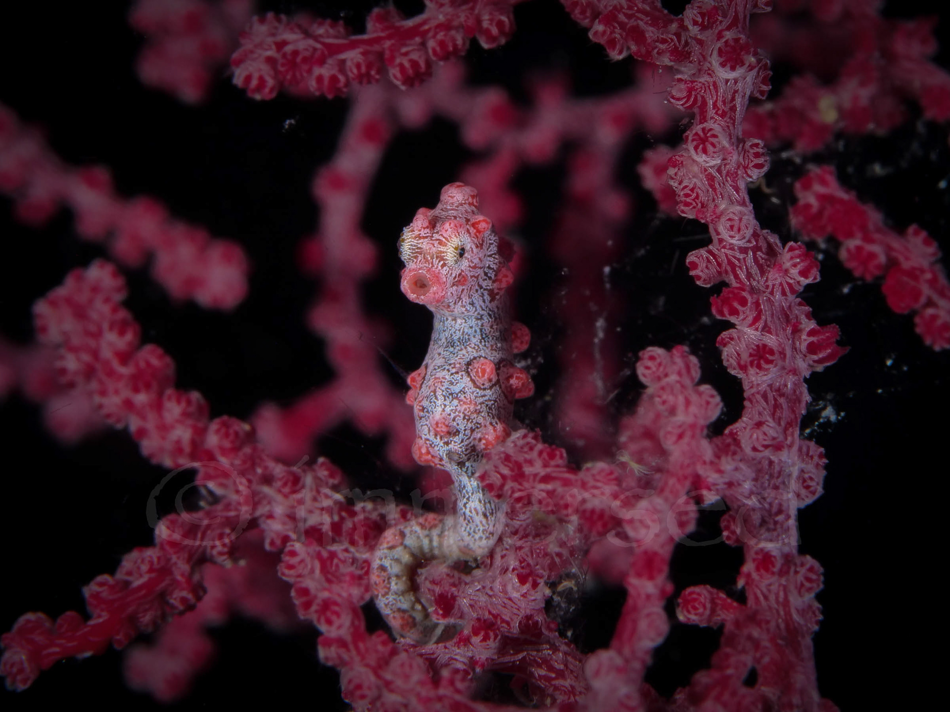 Barbigant's pygmy seahorse