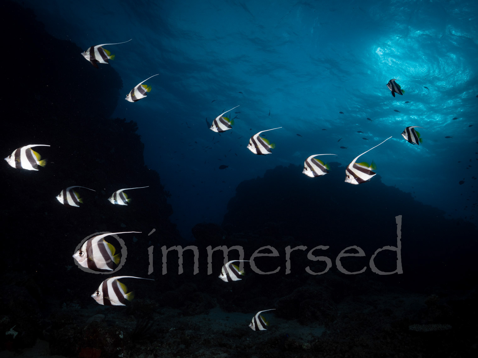 long fin bannerfish