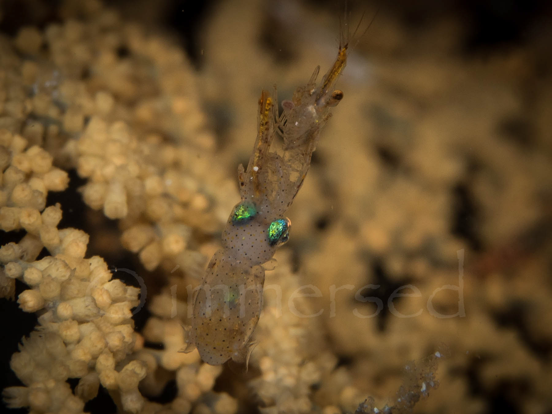 tiny squid, with shrimp...