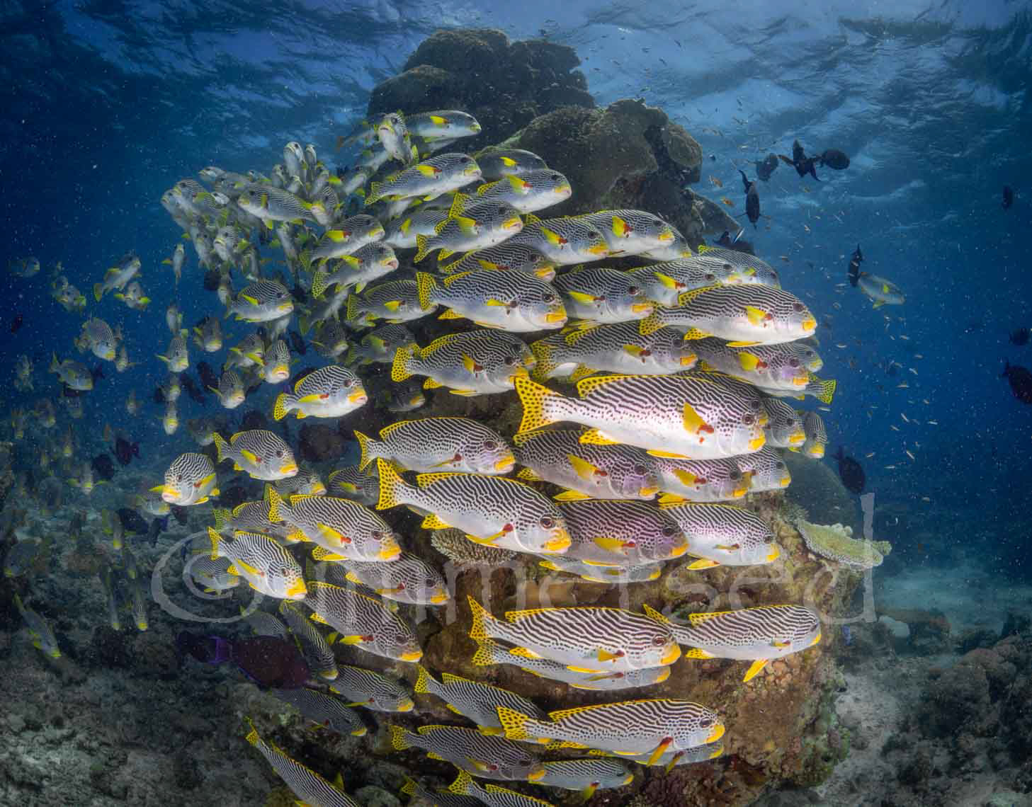 Sweetlips at the Cod Hole