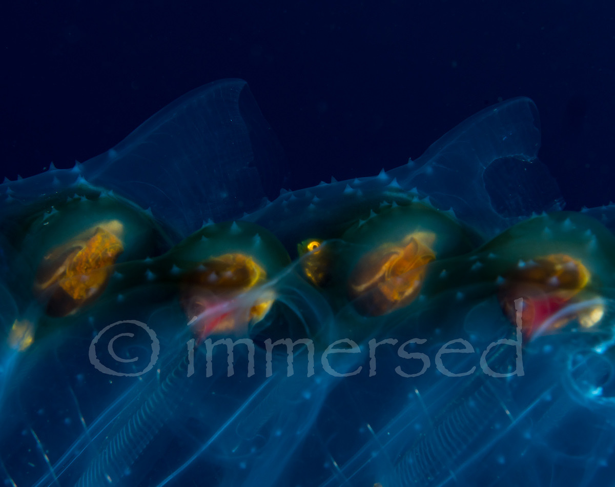 Salp (pelagic tunicate) with stowaway, Flores