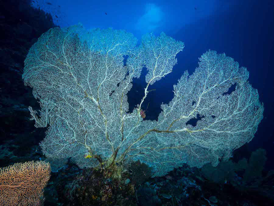 Gorgonian, Dai Island