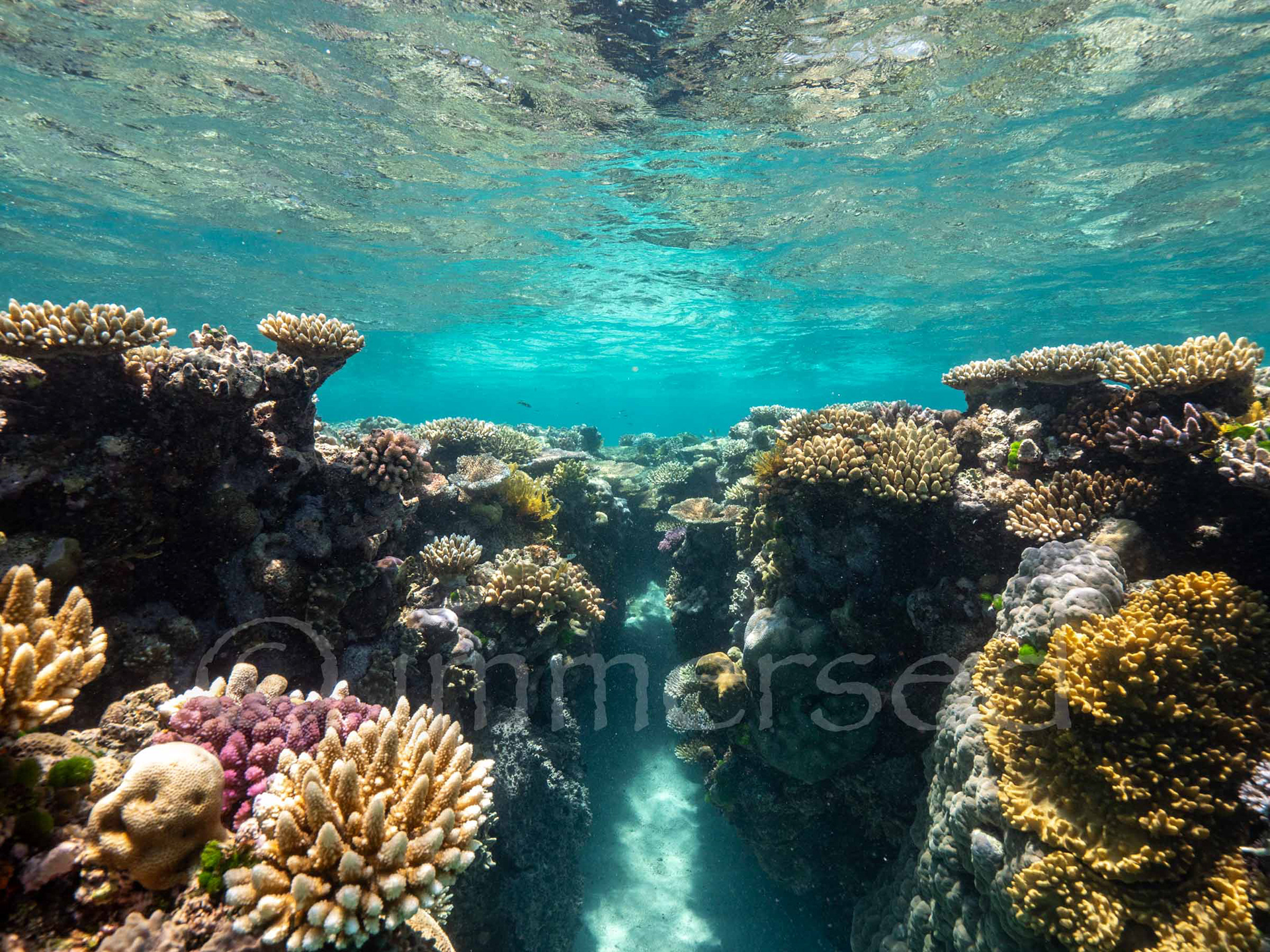 The Ribbon Reefs