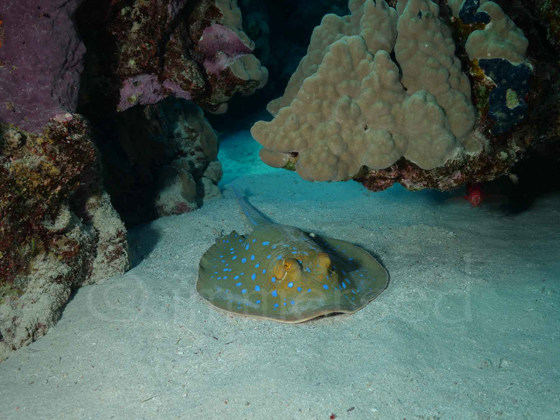 blue-spotted stingray