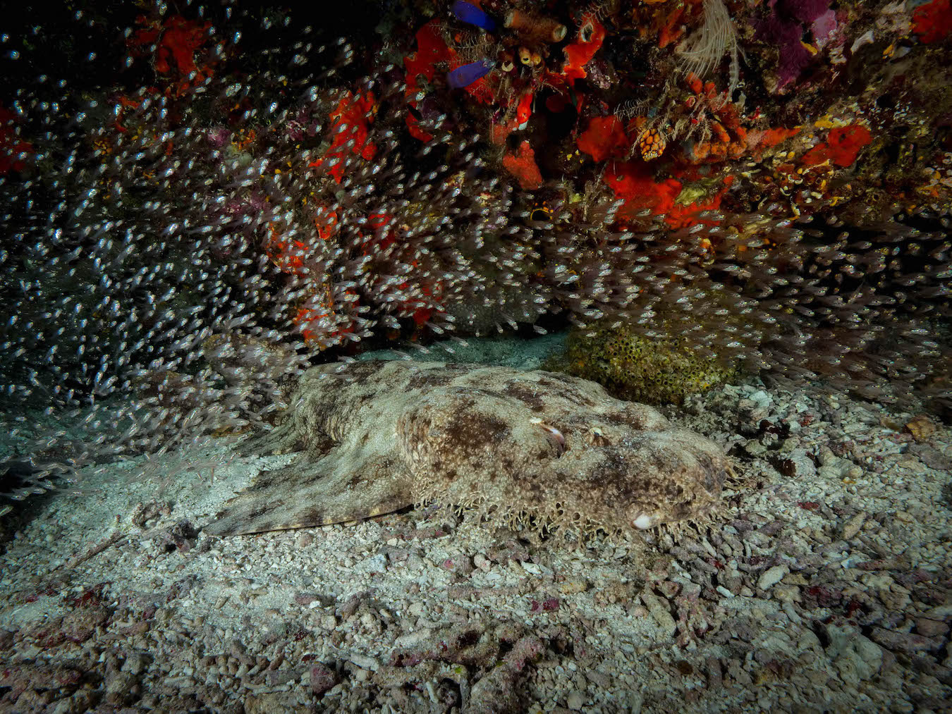 Wobbegong