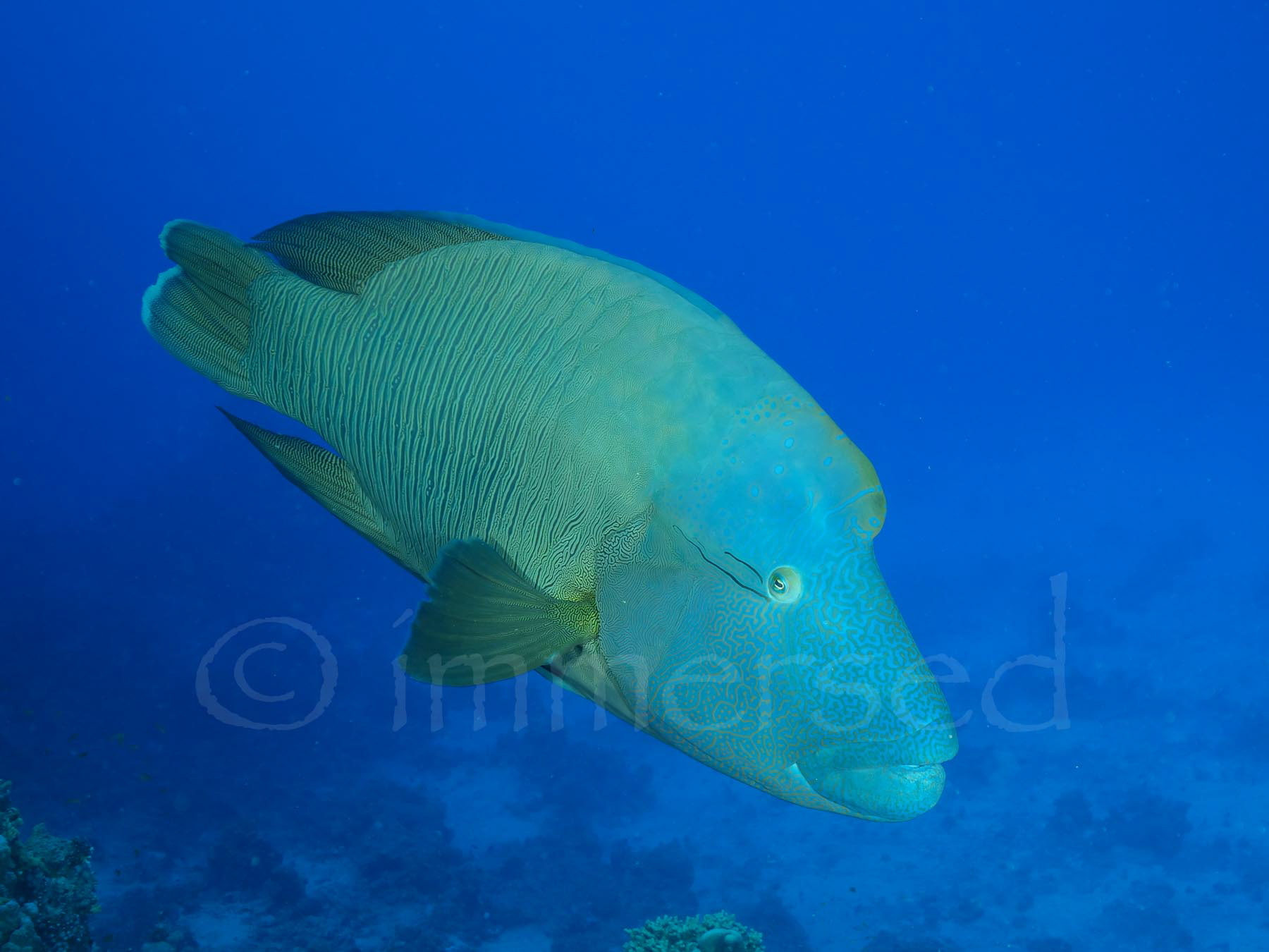 Napoleon wrasse