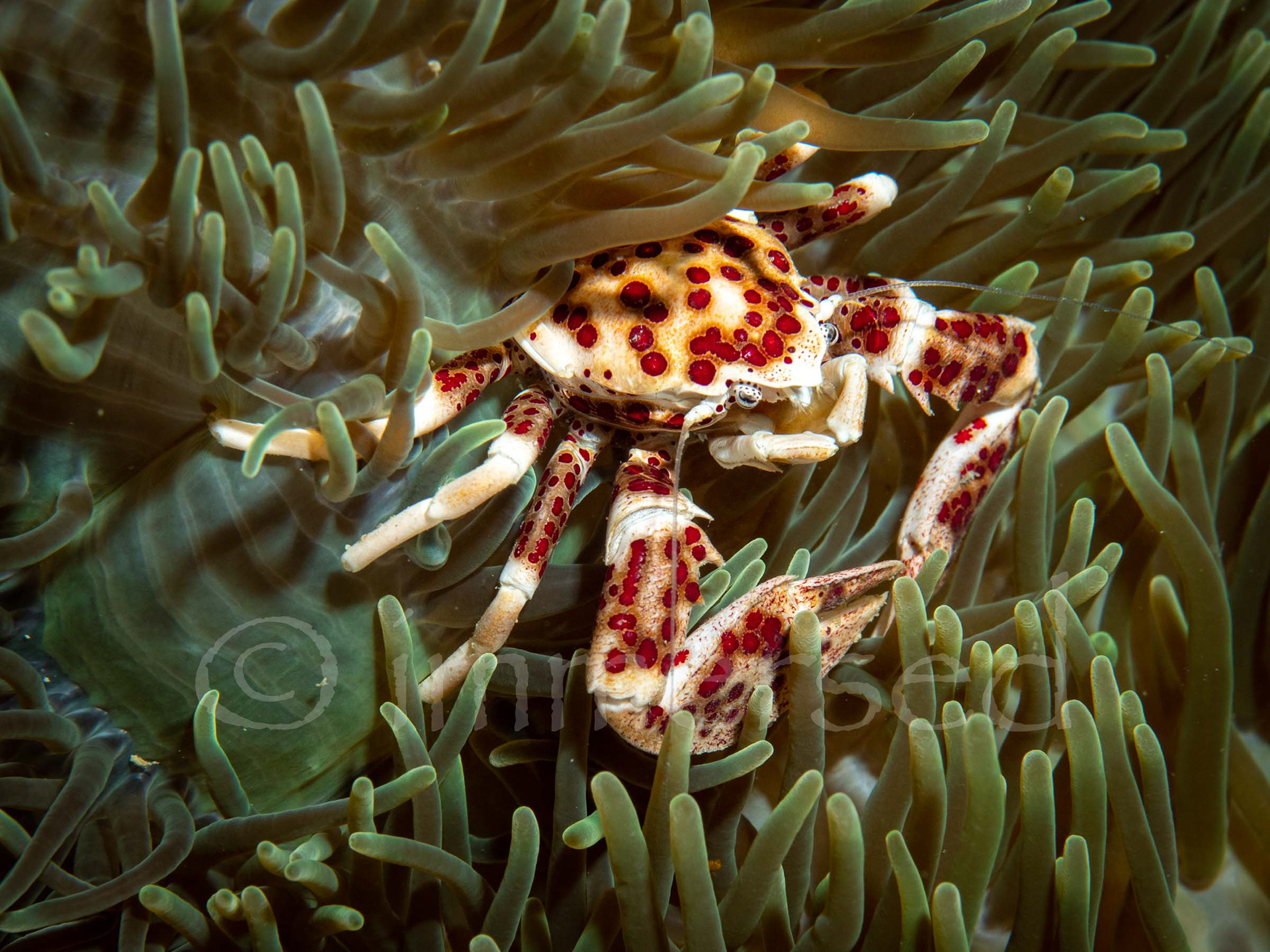 porcelain crab