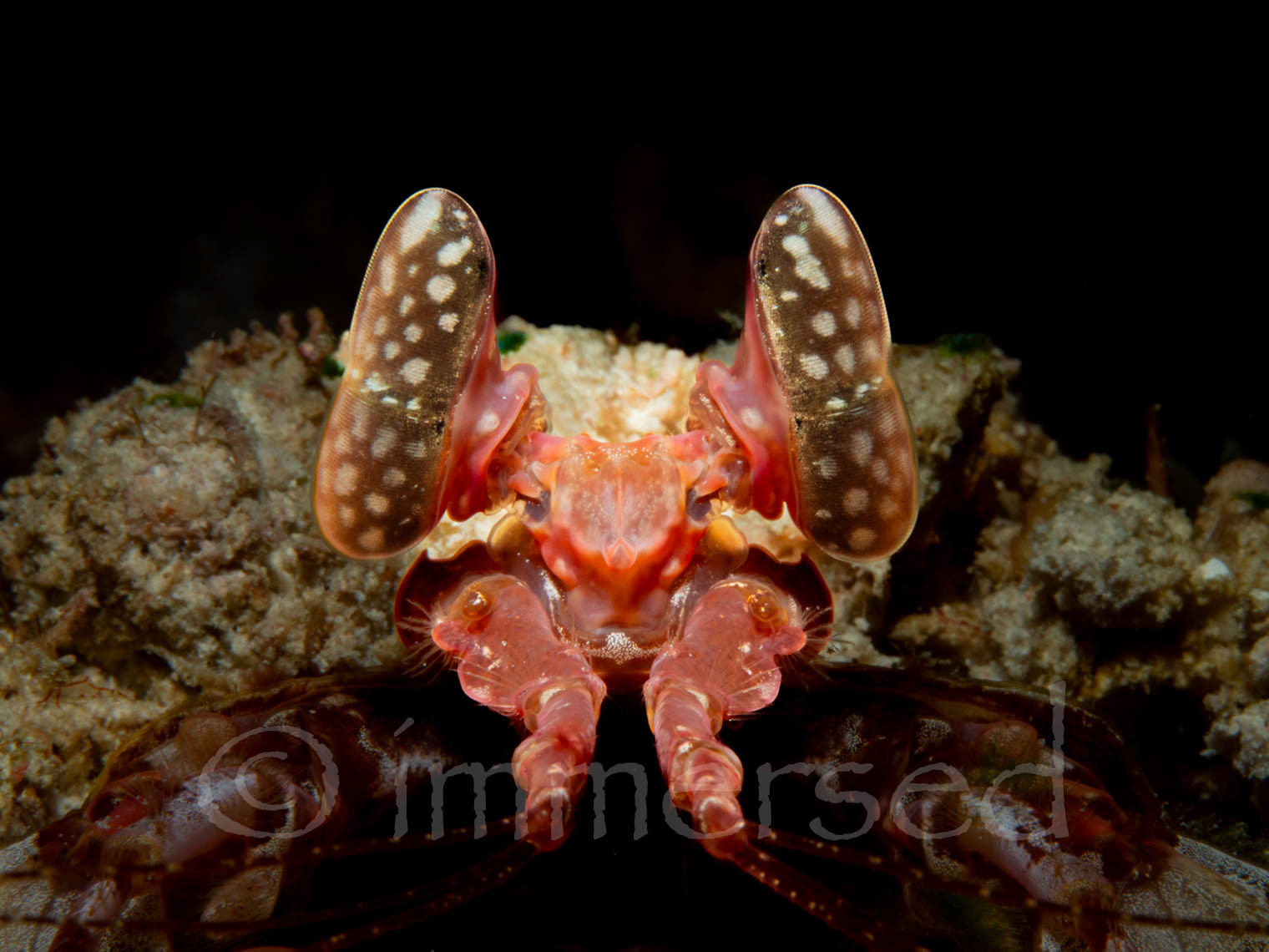 mantis shrimp