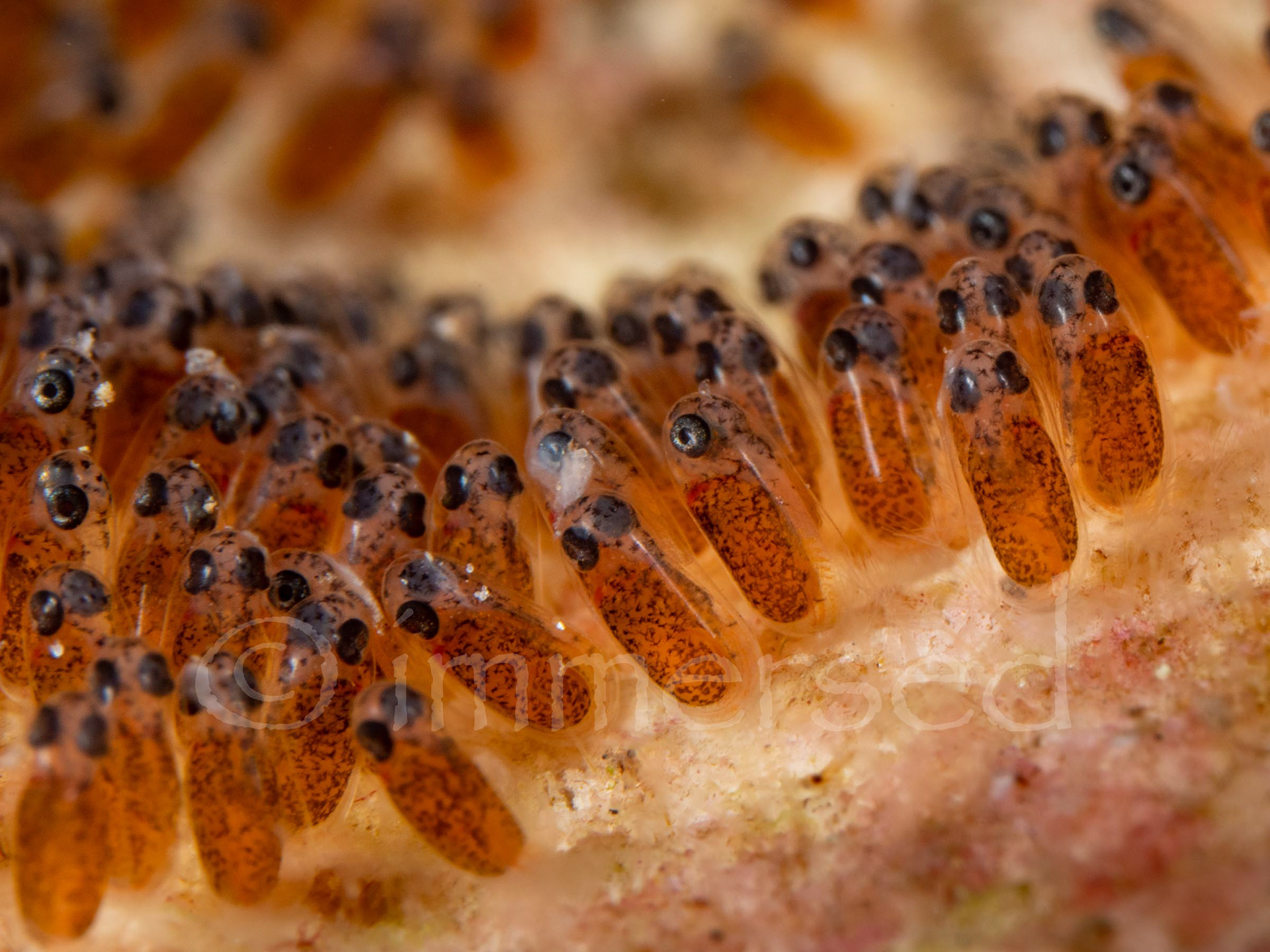 anemone fish eggs