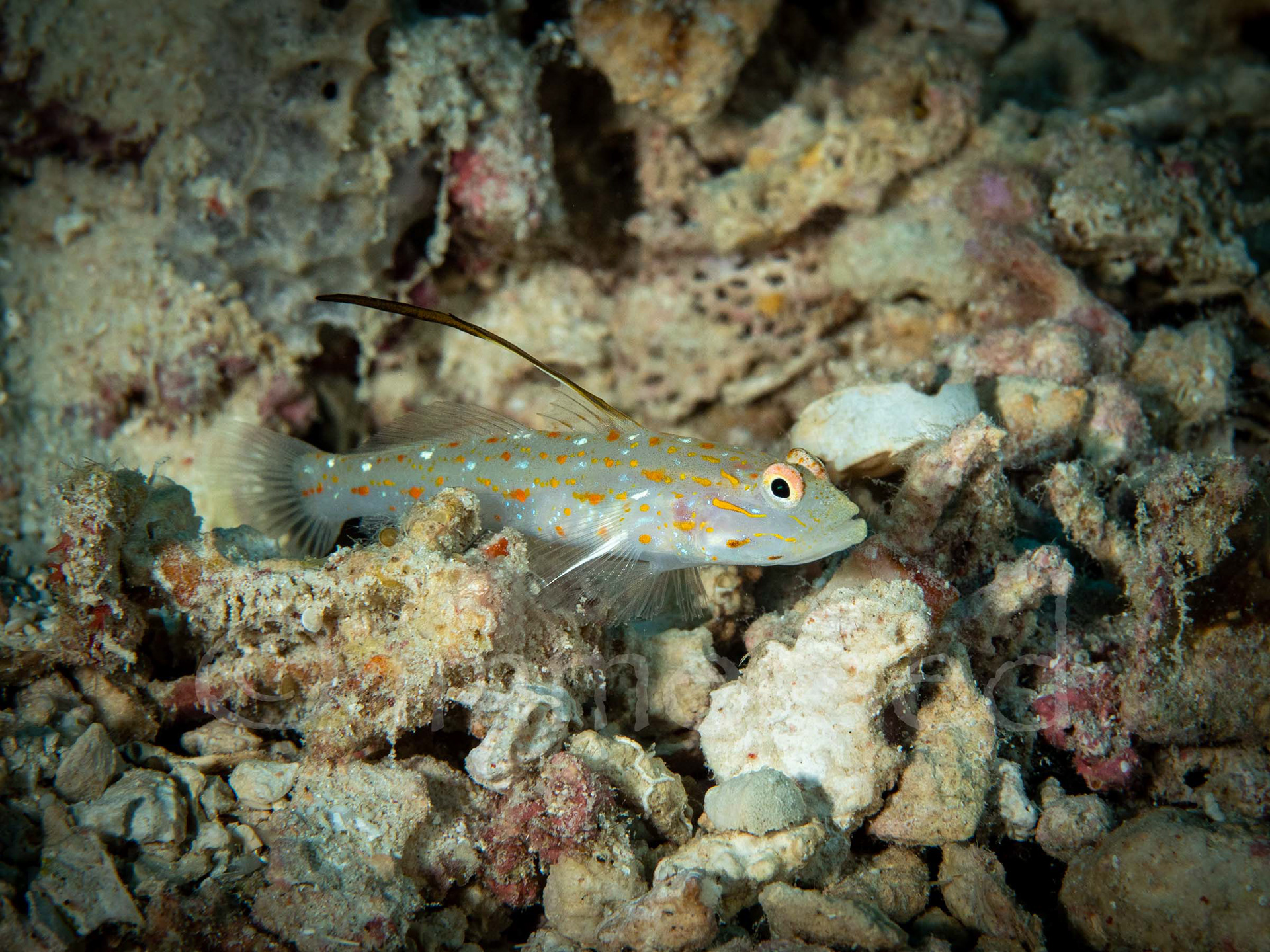 Tangaroa shrimpgoby