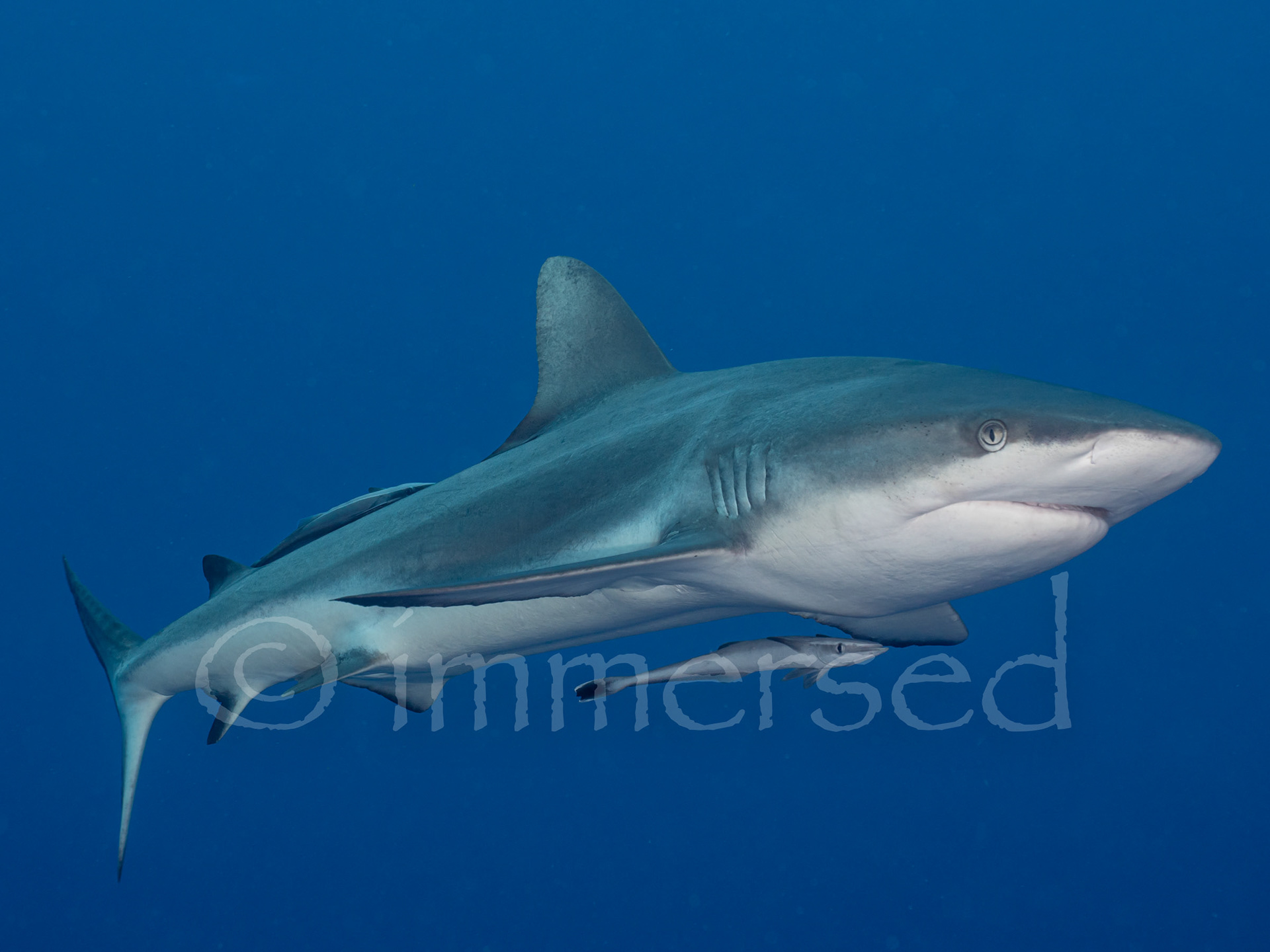 Grey Reef Shark - Osprey Reef