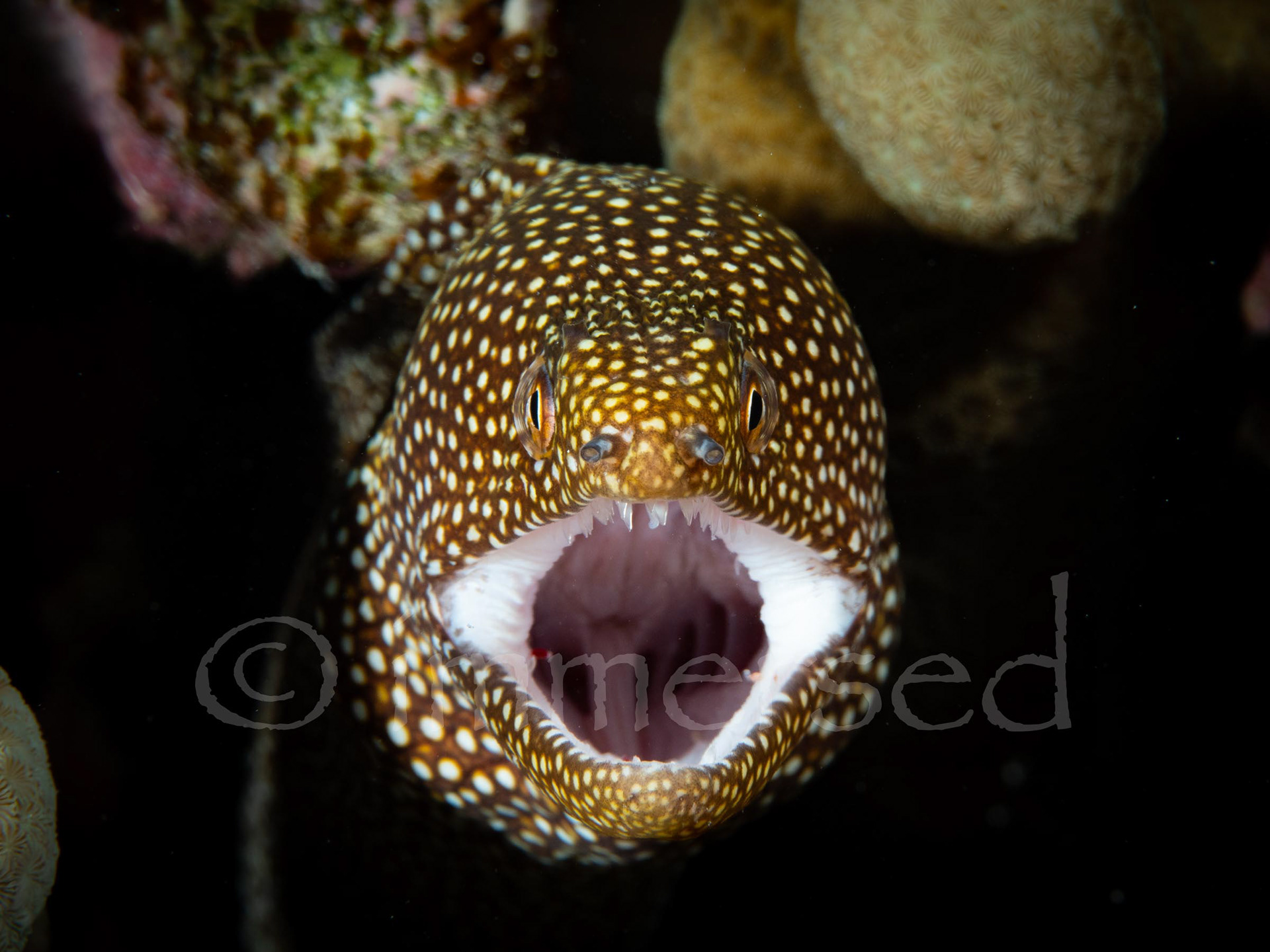 Whitemouth moray - Admiralty Anchor