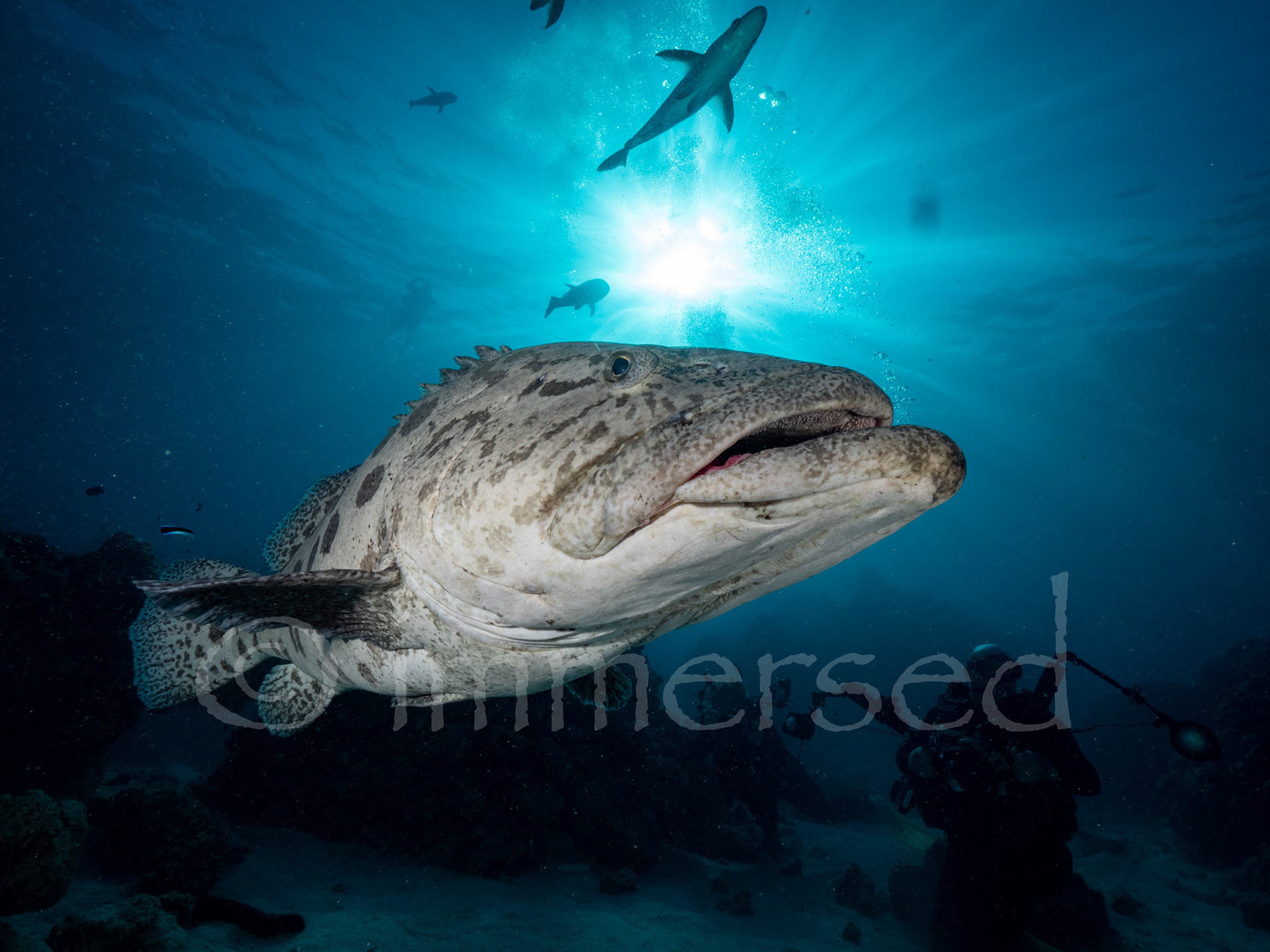 Potato Cod - Cod Hole