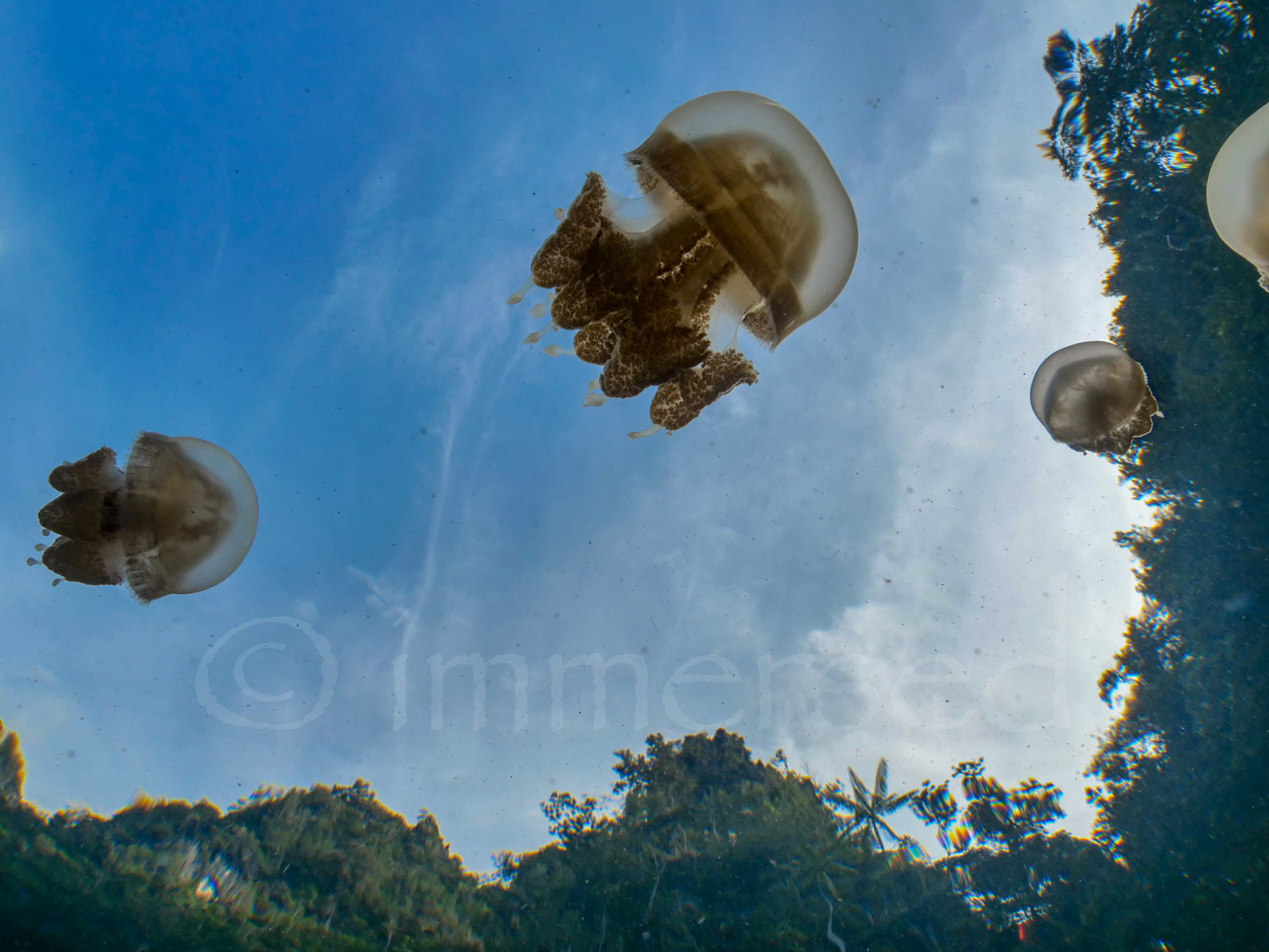 flying saucers