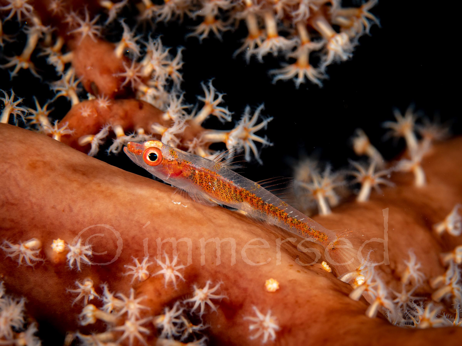 soft coral ghostgoby - Crack-a-jack