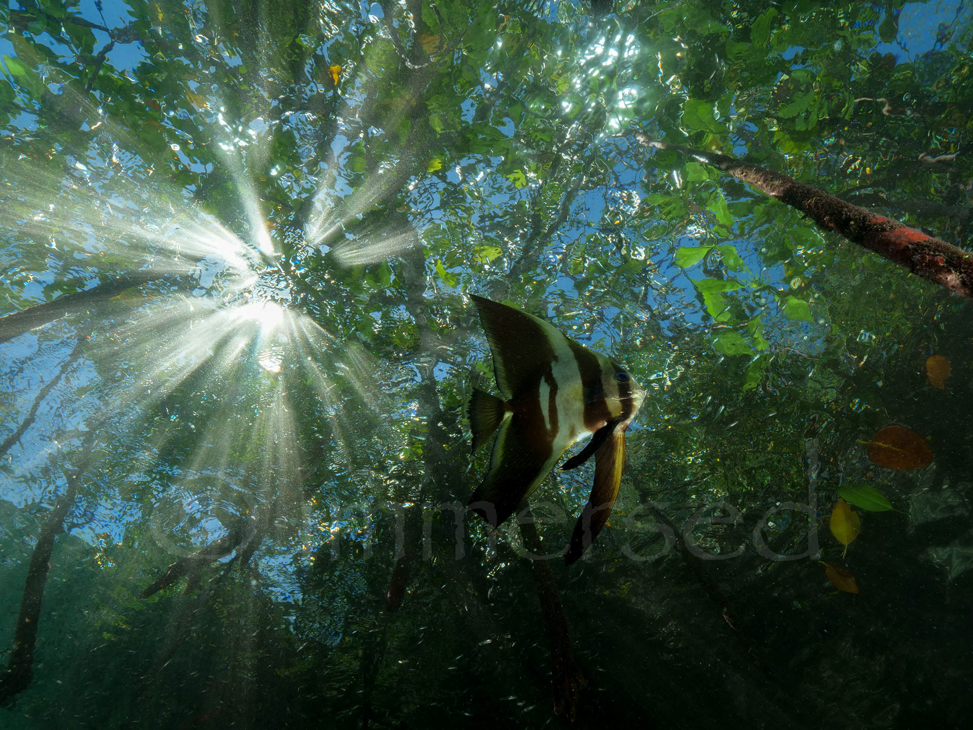 in the mangroves, Raja Ampat