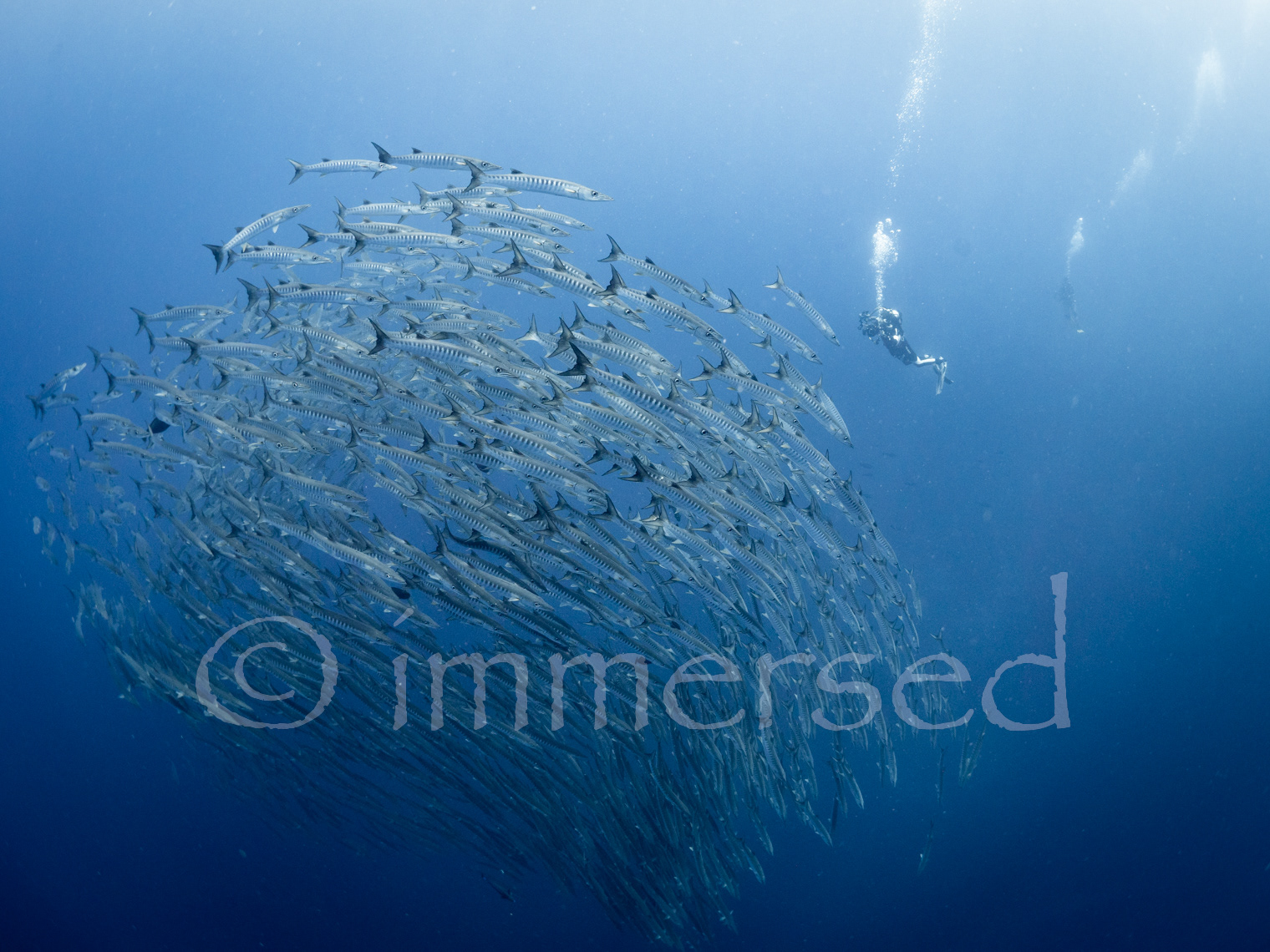 Kuno with the barracuda, Dawera Island