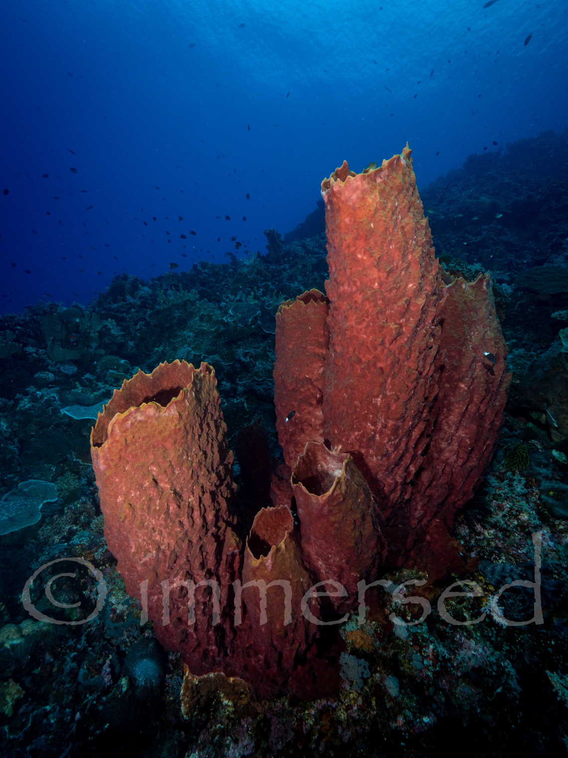 Barrel sponges at Manuk (Snake Island)