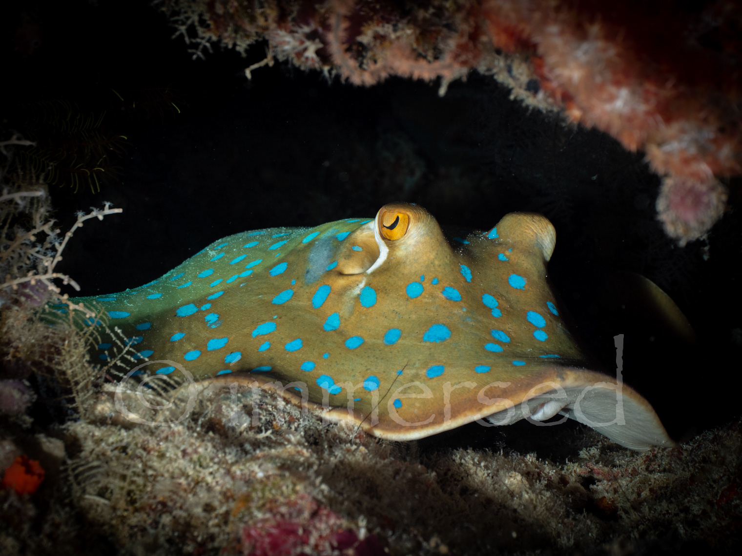 blue-spotted stingray