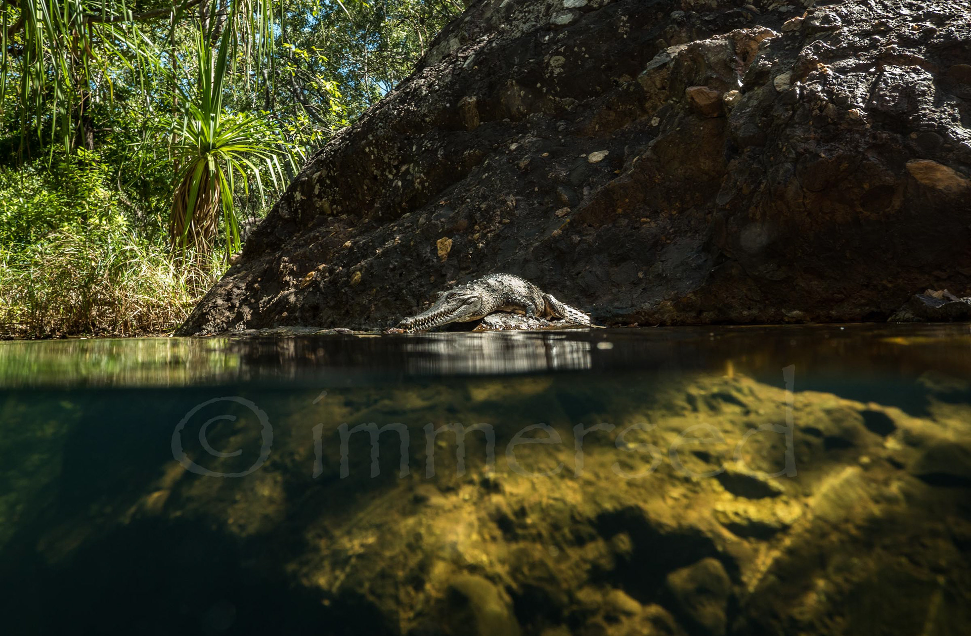 freshwater crocodile