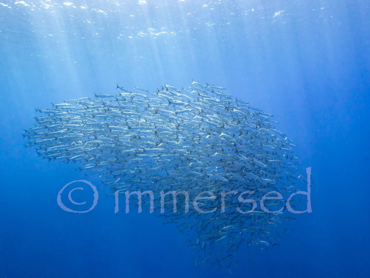 barracuda at Dawera Island