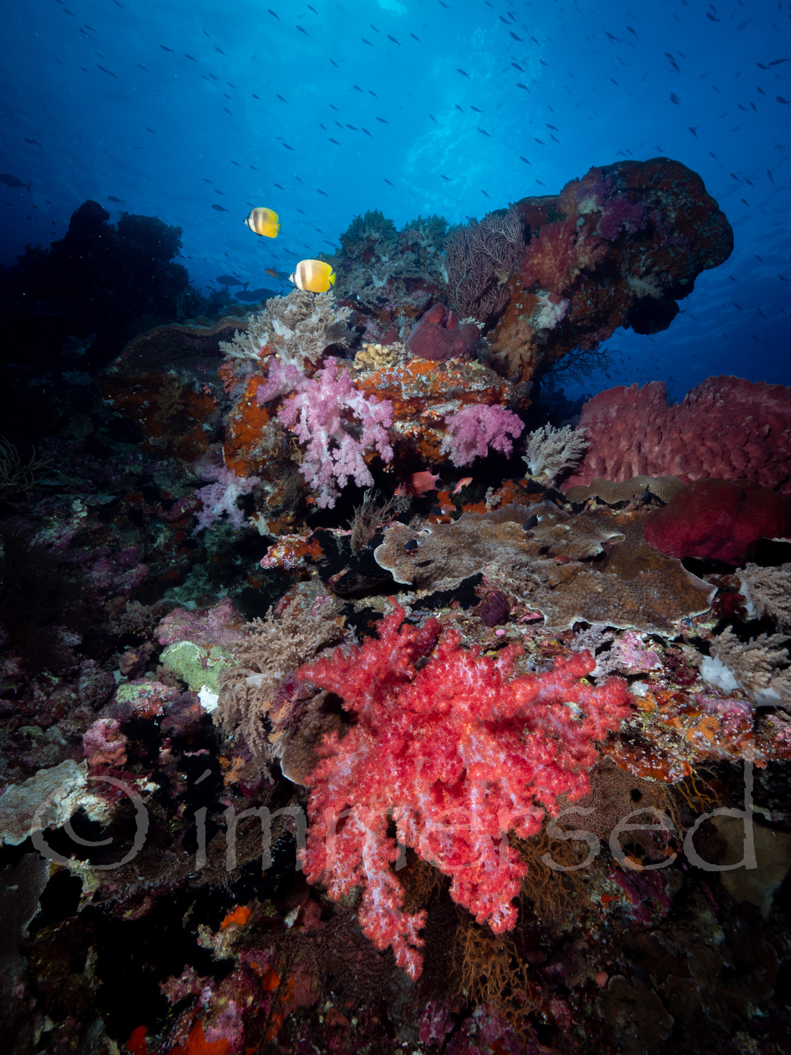 soft corals at Nil Desperandum